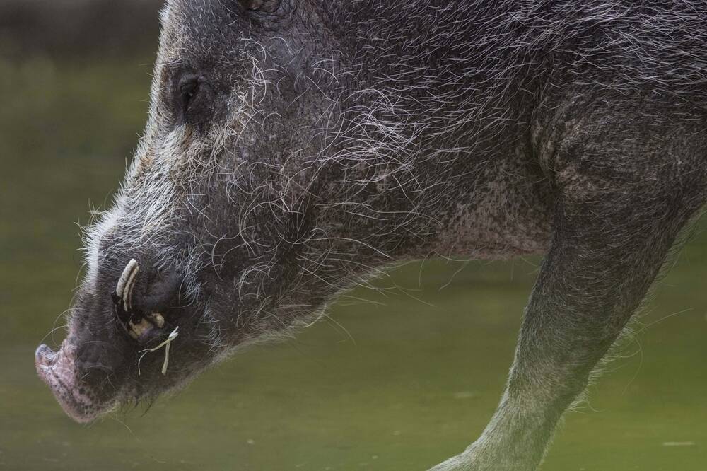Rogue pig hunters are causing big problems