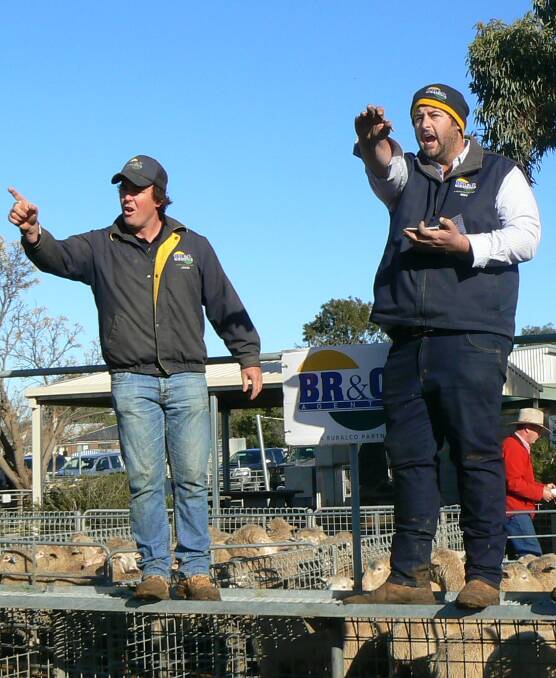 UP AND ABOUT: The BR&C team were kept busy selling Murray Pohlner’s lambs at Ouyen, where 7308 lambs and 2750 mutton were on offer.