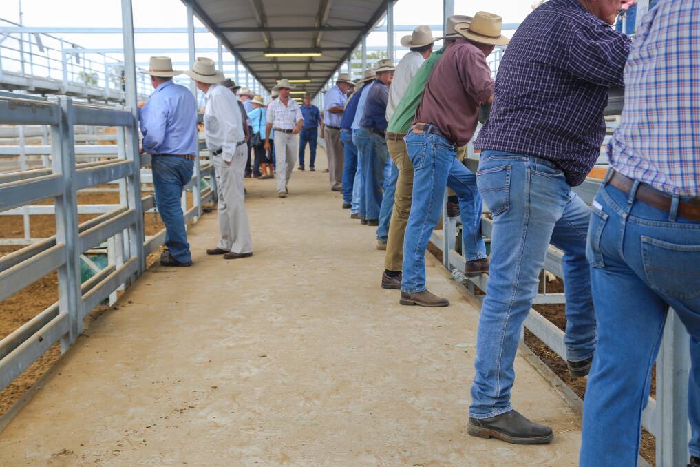 Cattle for the Gracemere prime and store sale were drawn from as far North as Giru, West to Dingo and South to Iveragh. 