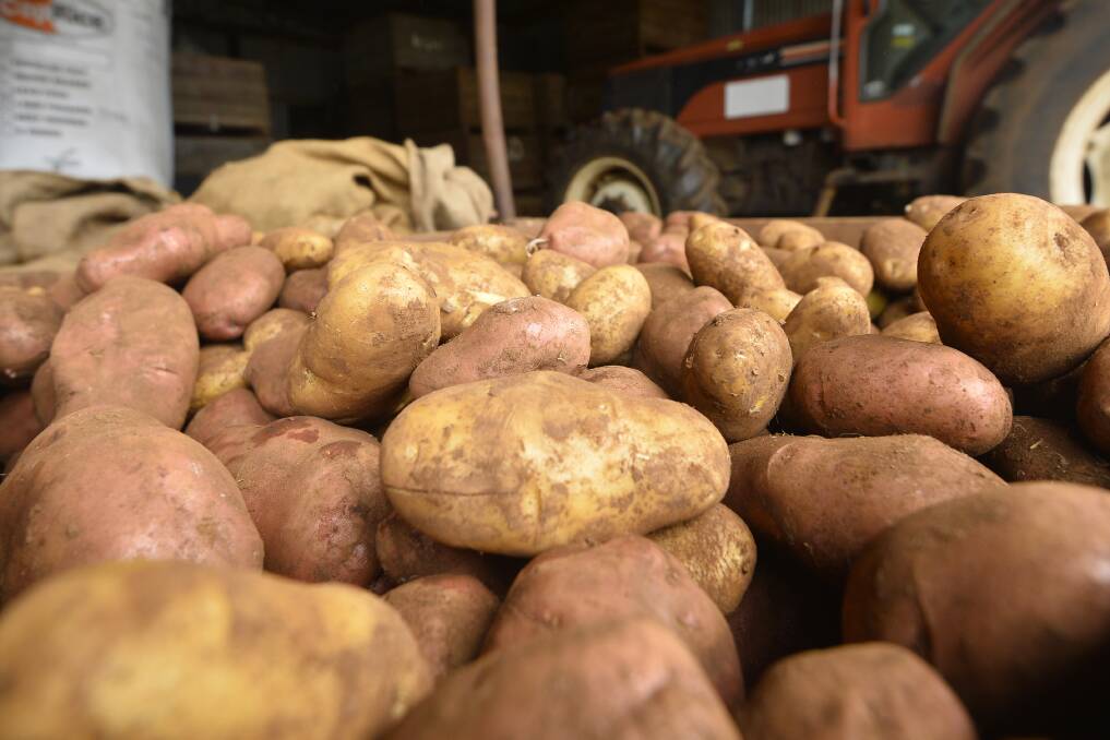 GENERATIONS: Some local farmers believe passing farms down through the family is one of the only ways small local potato farms can continue into the future. Picture: Dylan Burns. 