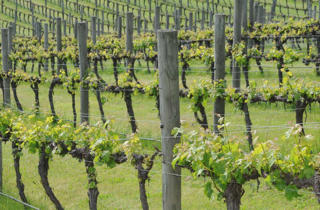 CHALLENGES AHEAD: The first six months of 2017 are expected to be tough for wine and horticulture growers following the storms and hail damage last year.