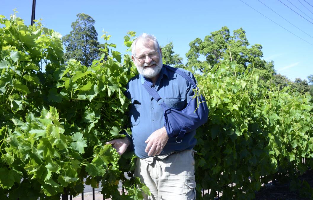 CHEMICAL-FREE: Winemaker David Bruer grows his vines in four regions of SA, producing wine with no preservatives that he says is 'healthier'. 