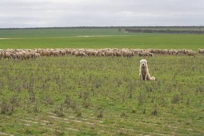 Scott Pickering with one of the Maremma dogs protecting sheep on his Cascades property.