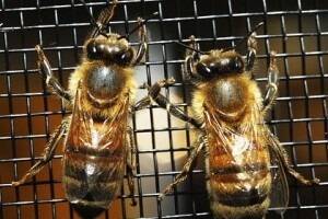 Bee eradication program could be extended: Windsor