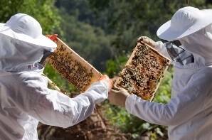 Urban beekeepers to help fight varroa mite