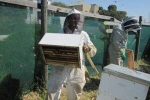 Lyndon Fenlon with his hives at the CERES bee group.