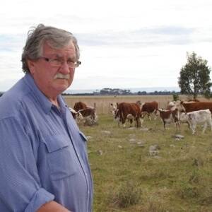 Pat Mangan, Moorabool, joins white Shorthorn bulls to his Hereford breeding herd.