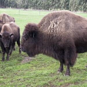 American Bison at Barry McVilly's Laang property.