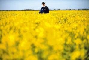 Truth to unsold GM canola