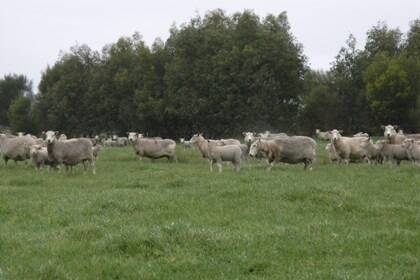 Seven and eight-year-old Coopworth ewes with Coopworth lambs on the Fairbrothers' farm at Tarwin Lower.