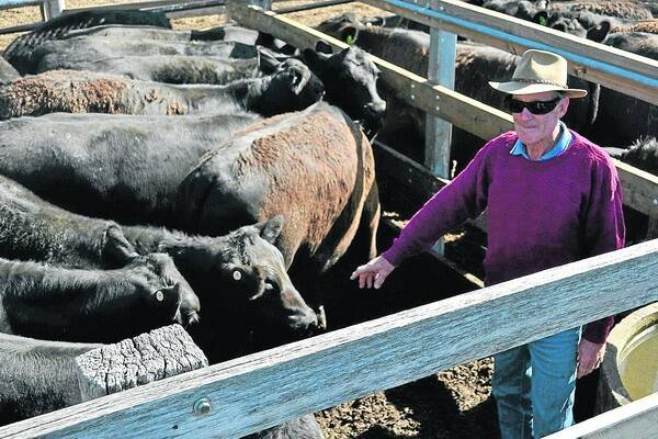 Brian Murphy, Dunrobin Homestead, Casterton, Victoria, sold 87 Angus steers including 24 Banquet blood steers 361kg at $797 a head or $2.21 a kilogram at Casterton to Hopkins River Beef, Dunkeld, Vic.