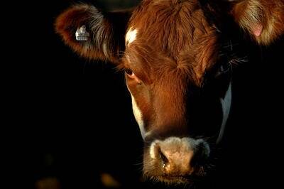 More live-export ban calls after 3000 cattle die