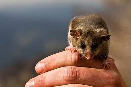 A team of researchers is playing cupid to genetically rescue the mountain pygmy-possums of Mount Buller. Photo: DSE