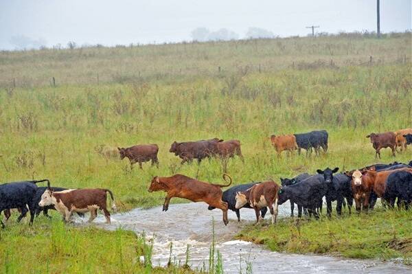 Cattle at increased risk after wet weather