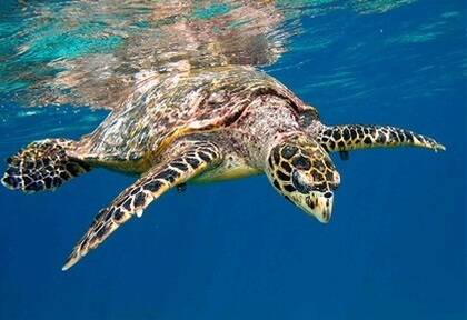 A new marine reserve off the Queensland coast will protect animals such as the hawksbill turtle. 