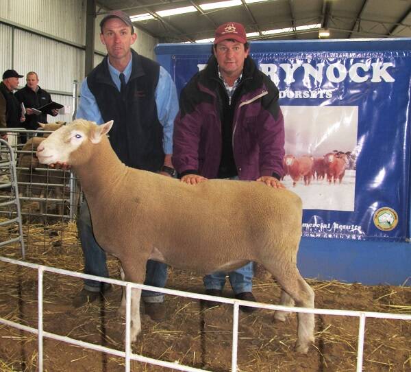 Derrynock co-principal Simon Beattie with Simon Male, Aberdeen Poll Dorsets, Henty, NSW, and the top priced Poll Dorset stud ram which made $8000. 
