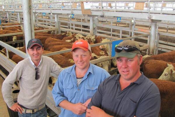 James Rawson, Nardoo Landco, Gembost P/L, Tarwin Lower (left) with farm Managers Rick Quilford & Troy Palmer in front of the 57 Hereford steers which sold to $820, av $776, or 202c/kg lwt. 