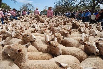Lower saleyard prices feed export record