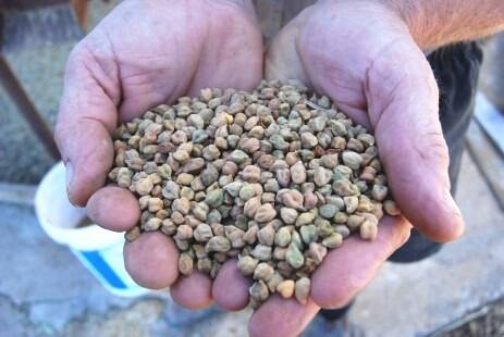 Chickpeas to soar