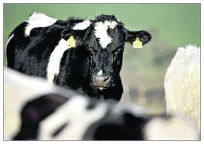 It&#39;s been a tough financial year for dairy farmers, but experts say relief is on the way.
