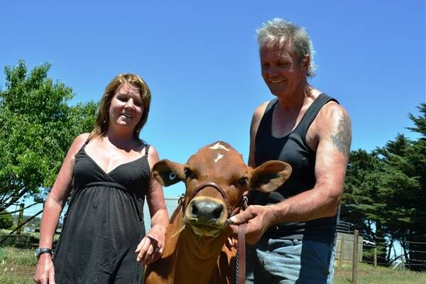 Drouin sharefarmers Lloyd and Lynda Burgmann with their July-drop Ayrshire calf, Encore Burdette Delta Jewel, which they plan to show and sell at IDW this month.