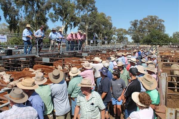 Shade was a valuable commodity at today's weaner sale at Euroa.
