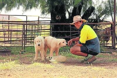 David Hardie with the Maremma pups they are training up to help with their quest to improve lamb survival rates on their Muttaburra property.