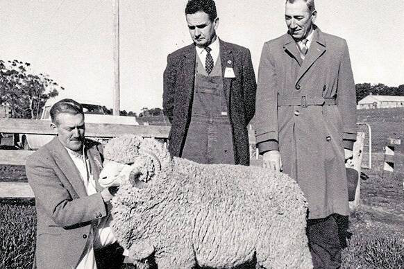 The Tolands bought Mawallock's top-priced ram in July 1962 at 115 guineas.