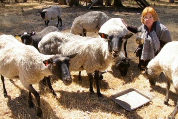 Cheryl Crosbie with some of the Gotland sheep on her Violet Town property. 