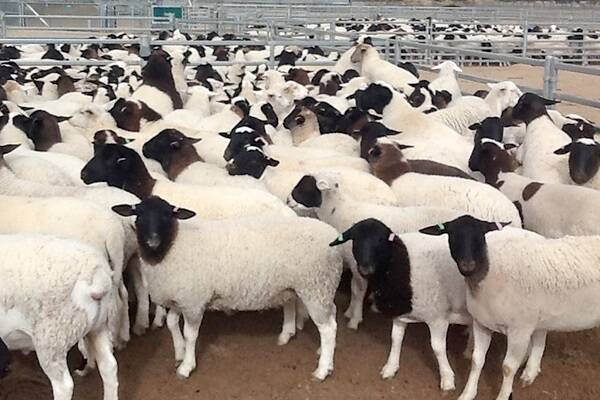 Tandou's organic lambs ready to go on a truck to SA meat processor T and R Pastoral.