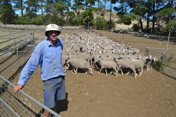 Chris Headlam, Lowes Park, Woodbury, was thrilled to hear his flock placed second in the Tasmanian Ewe Flock Competition.