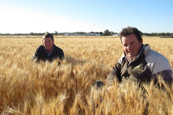 Australian Grain Technologies Senior Wheat Breeder Dr Russell Eastwood and Tim Brown, of AGF Seeds at Smeaton, pictured inspecting the performance of the new Australian Hard (AH) wheat variety Wallup at harvest. Mr Brown says many growers in the medium rainfall region are looking to replace the Correll and Gladius varieties with Wallup. 