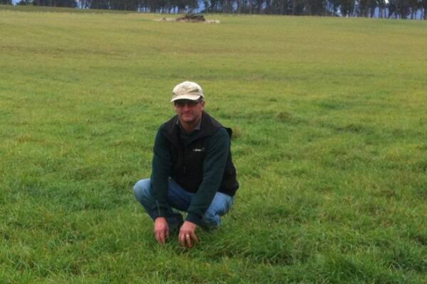 Robert Dent in a paddock of his ExcelTas brome grass, which produced high quality seed all year round.