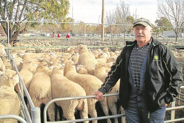 Barney O'Callaghan, Ouyen, with his second-cross lambs that topped the Ouyen prime sale at $159 last week. Lambs were finished in the feedlot with a lupin and barley mix.