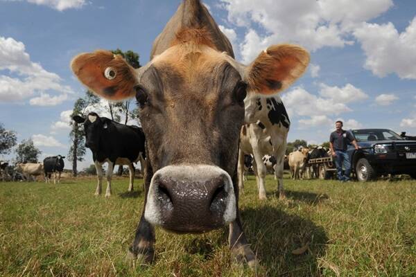 Australian Dairy Farmers Co-operative has set an opening milk prices of $6.20 a kilogram of milk solids, topping announcements by other major players. 