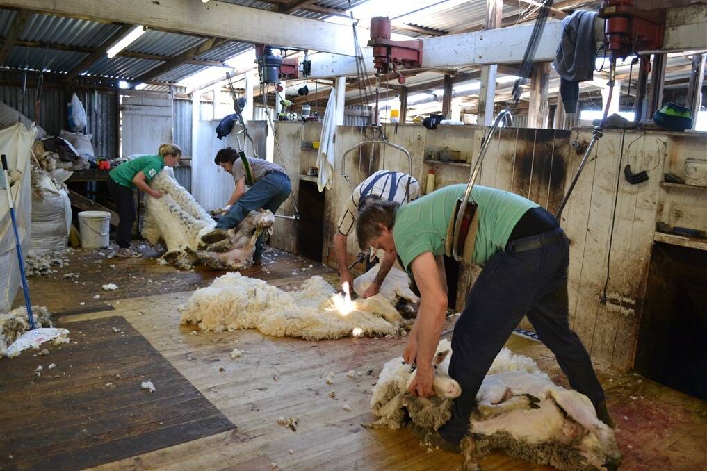Shearing: don't forget the weather