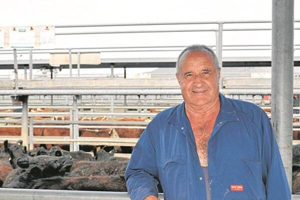 Sarge Davis, Barnawartha, bought 32 Angus steers at Wodonga last week, which weighed 250kg on average at 8-10 months-old, for $520.
