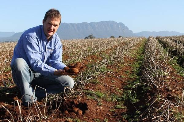 Darren Long, MG Farm Produce, Sheffield, Tas, has used a brassica crop to clean up his paddocks, allowing him to shorten his potato rotations and increase yields.