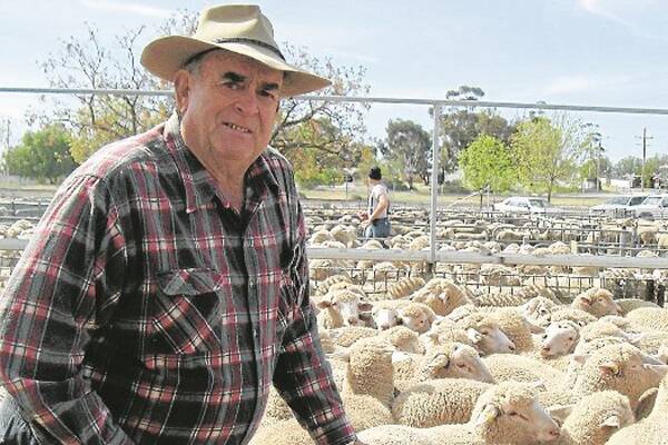 John Croft travelled from Morkalla to the Ouyen prime sale to watch his sucker lambs sell. He has had good feed of clover which they have been grazing on.
