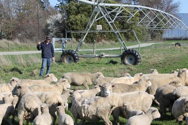 Eight fixed centre pivots – ranging from three to 12 spans – provide the crops Rob Tole needs to fatten his trade lambs up quickly.