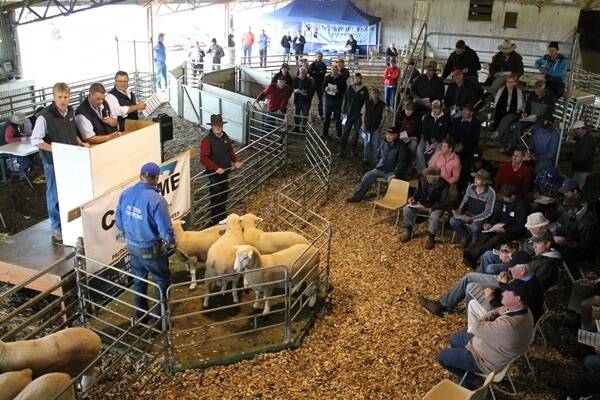 Chrome Sheep stud fifth annual on property sale at Hamilton recieved a high clearance rate of 314 of the 348 rams offered, selling to $2900, with a sturdy $1008 average.