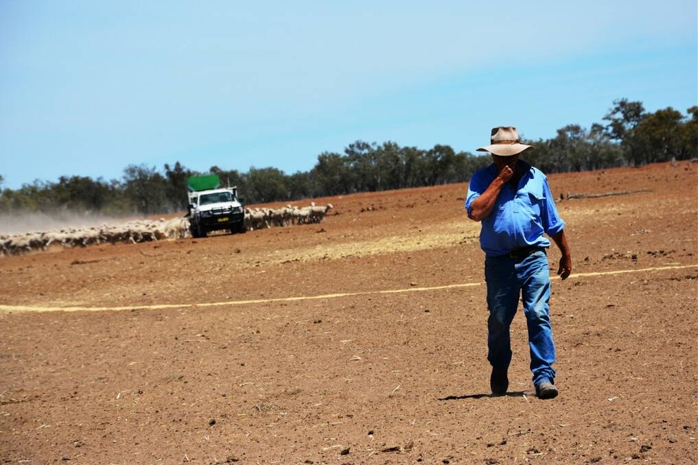 Clyde Agriculture manager Murray Bragg feeds sheep on “Yambacoona”, Brewarrina.