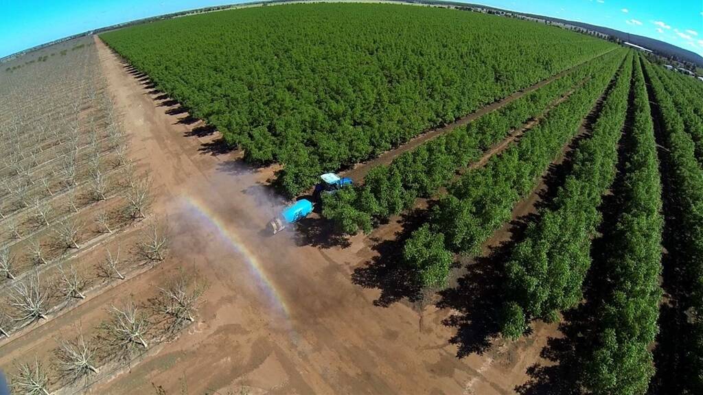 Spraying at Walnut Australia's NSW orchard
