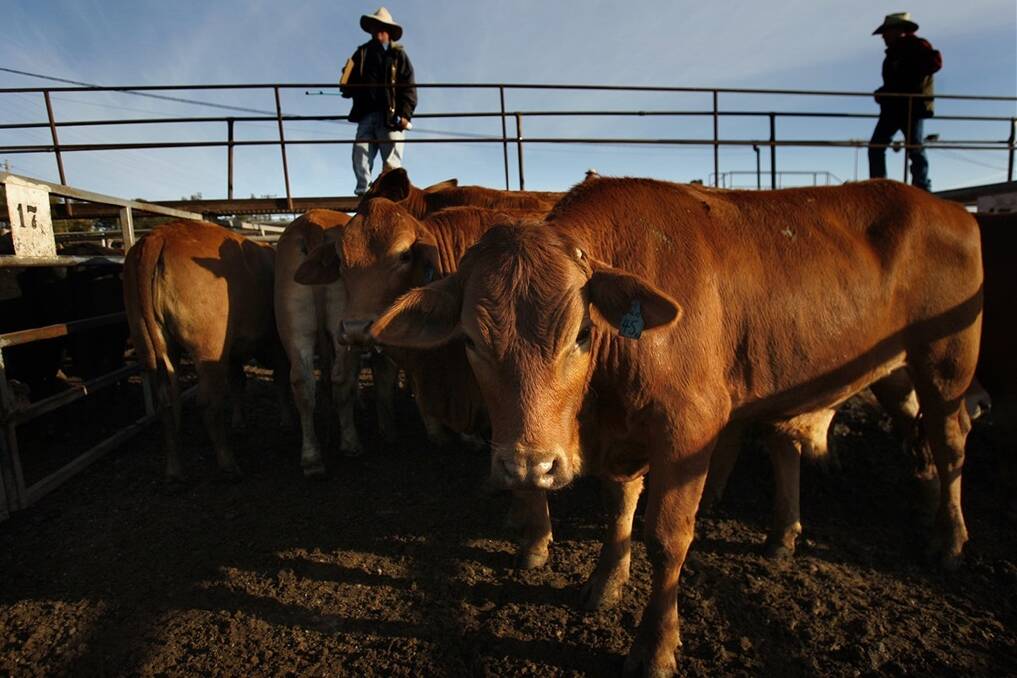 Most markets accept beef produced from animals treated with trenbolone, but the Russian Federation is an exception.