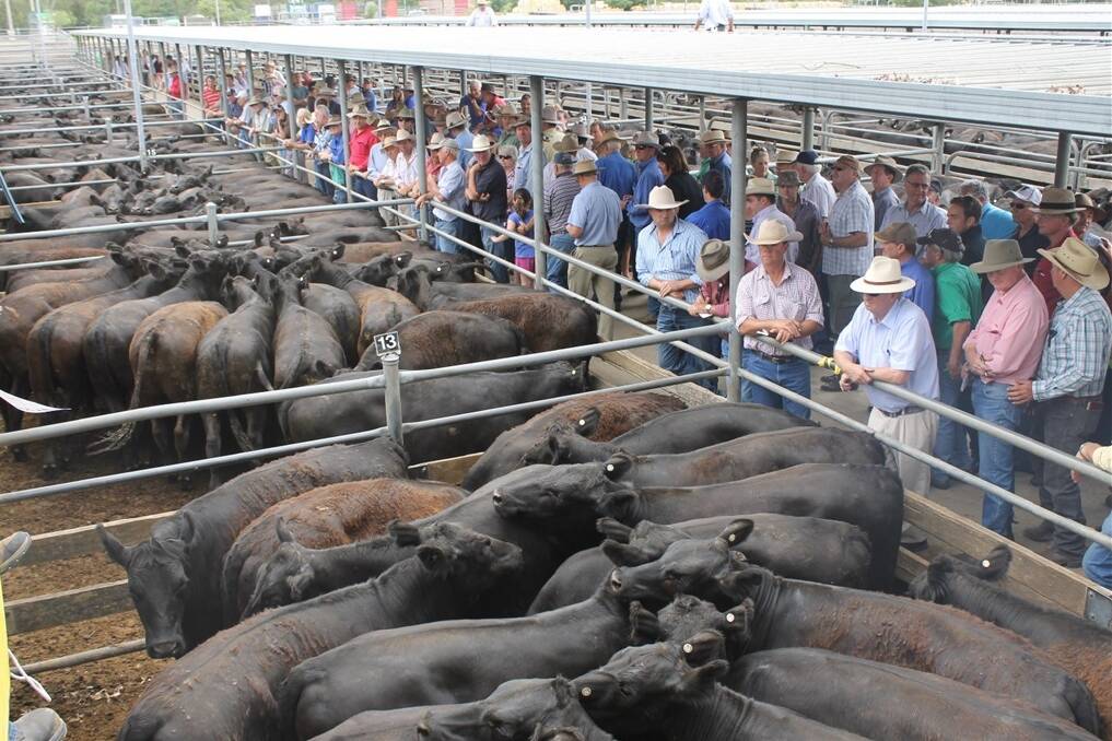 More than 4000 head of Angus cattle were yarded by the Independent Agents at Wodonga today.