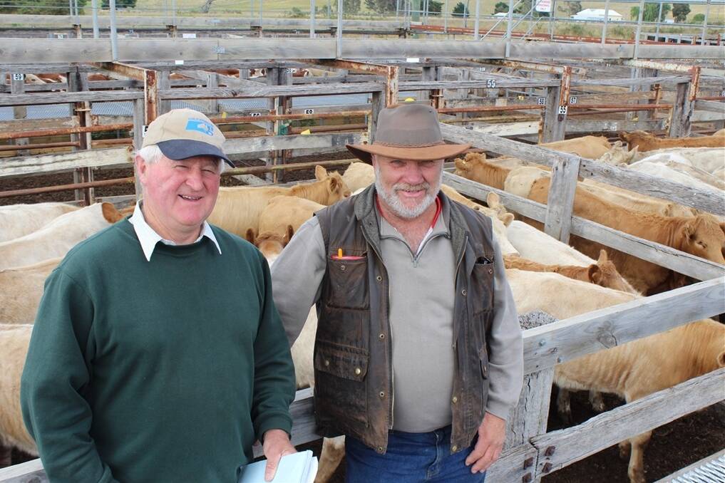 King Island-based Ian Lester and Peter Aldridge purchased more than 200 steers.