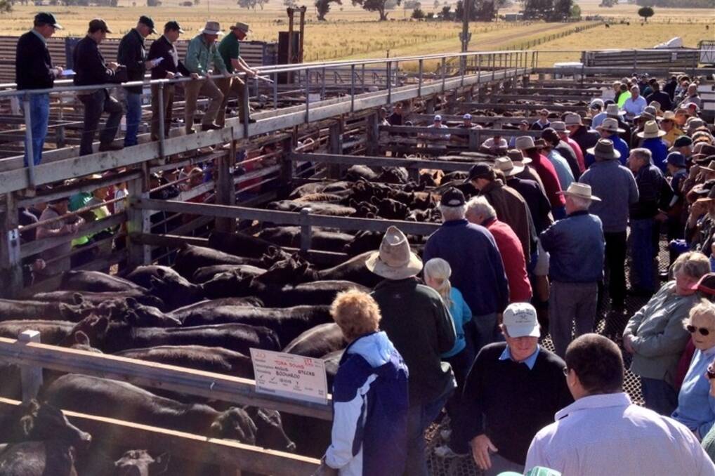 Casterton weaner sale today peaked at 191cents per kilogram for EU accredited 60 Angus steers, weighing 371kg, Pathfinder blood from local vendor Noss.