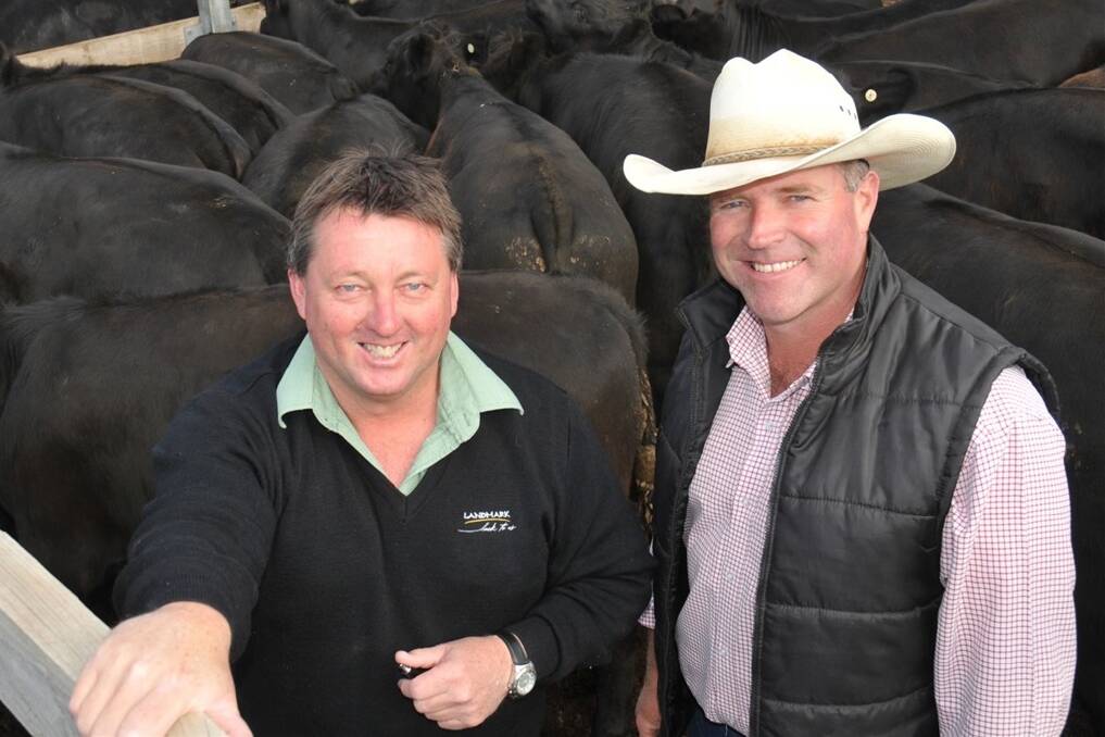 Leongatha agent Terry Ginnane, Landmark, and Thomas Foods International’s Steve Chapman were in the thick of the action at the western weaner sales.