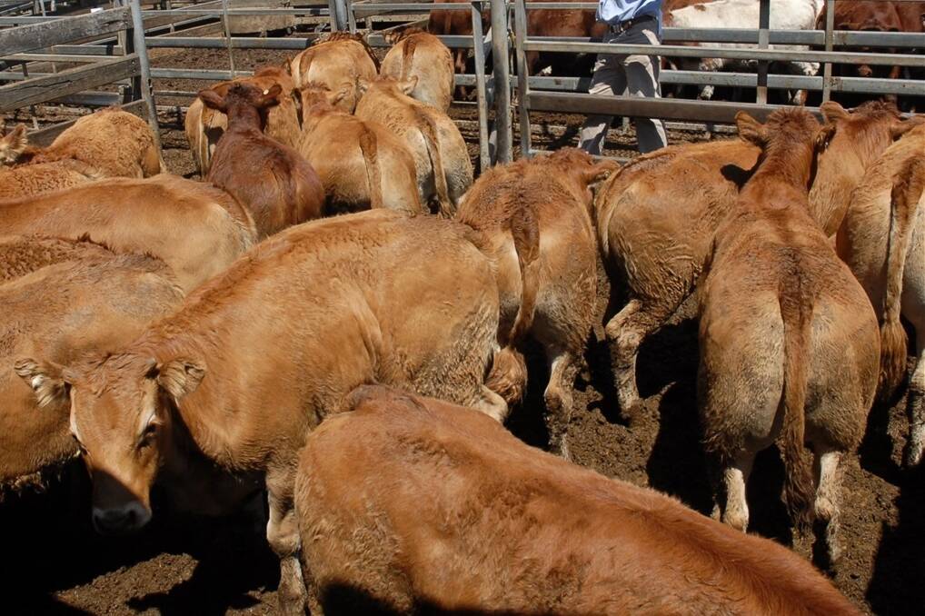 The top Limousin steers that made 216c/kg at Hamilton on Thursday.