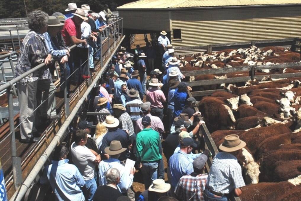 Casterton Herefords to 200c/kg